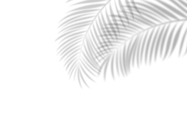 Obraz premium Soft palm leaf shadows over white background