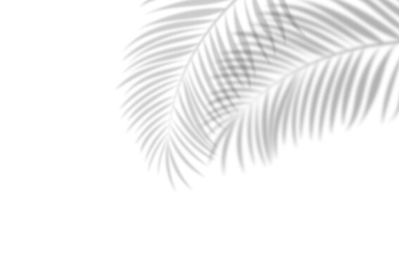  Soft palm leaf shadows over white background