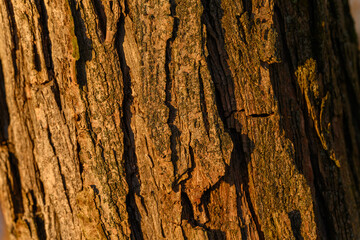 Detail of willow bark with setting sun. © lapis2380