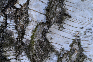 Detail of the bark of an older birch tree.