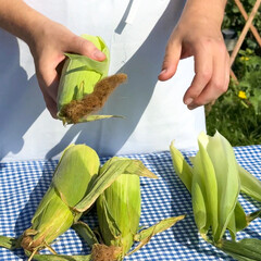 A Caucasian child joyfully husks corn on a gingham tablecloth, invoking a rustic Lammas harvest and...