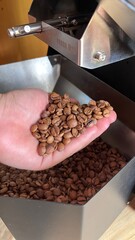 Hand Holding Roasted Coffee Beans - M&atilde;o segurando gr&atilde;os de caf&eacute; torrados