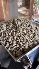 Coffee Beans Background Texture - Fundo de textura de gr&atilde;os de caf&eacute;