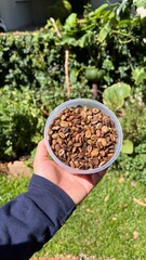 Hand Holding Roasted Coffee Beans - M&atilde;o segurando gr&atilde;os de caf&eacute; torrados