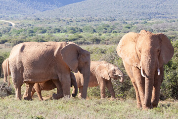 Obraz premium Herd of African Elephants (Loxodonta africana) browsing, Addo Elephant National, Park, Eastern Cape, South Africa