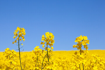 Obraz premium Detail of a bright yellow rapeseed flower (Brassica napus) in farm field against a blue sky. Also called colza, rapaseed, oilseed rape and canola