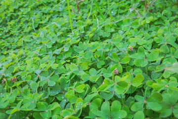 "Green Clover Hedge Wall Background in Countryside &ndash; Lush Trefoil Plants with Dense Natural Foliage Texture, Fresh Rural Greenery and Organic Botanical Pattern for Eco Design, Nature Branding"