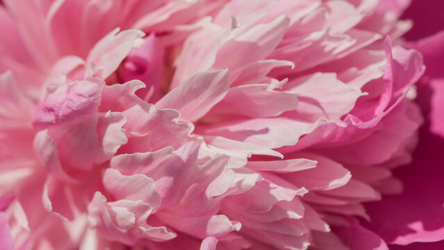 Rose petals close up: soft pink peony macro seamless background