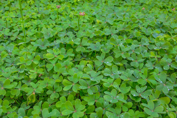 "Green Clover Hedge Wall Background in Countryside &ndash; Lush Trefoil Plants with Dense Natural Foliage Texture, Fresh Rural Greenery and Organic Botanical Pattern for Eco Design, Nature Branding"