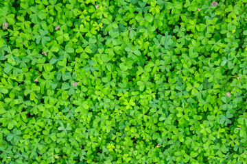"Green Clover Hedge Wall Background in Countryside &ndash; Lush Trefoil Plants with Dense Natural Foliage Texture, Fresh Rural Greenery and Organic Botanical Pattern for Eco Design, Nature Branding"
