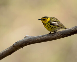 Fototapeta premium The Cap May warbler, easily recognizable to its tiger-striped males in spring