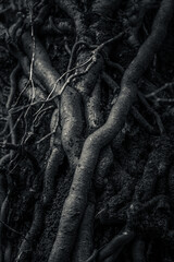 Dark style of ivy things that look like roots climbing on an oak tree