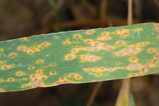 DTR, Blattd&uuml;rre; Drechslera tritici repentis, Weizen