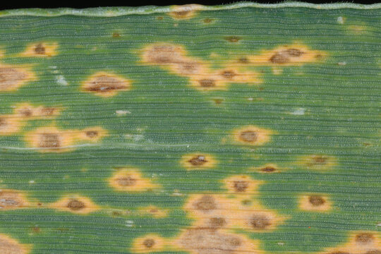 DTR, Blattd&uuml;rre; Drechslera tritici repentis, Weizen