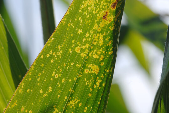  Augenfleckenkrankheit,  Kabatiella zeae, Maisblatt