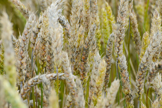Fusarium,  &Auml;hrenfusariose,  Fusarium spp.