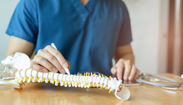 close up physical therapist hand pointing on human skeleton at back to advise and consult to patient to treatment in medical clinic office for healthcare concept