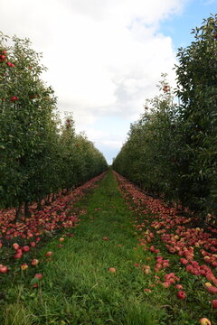Fallen red apples in apple orchard, apple harvest for industrial processing, vertical. 