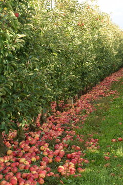 Fallen red apples in apple orchard, apple harvest for industrial processing. 