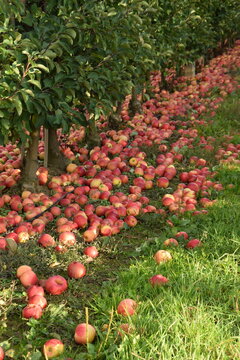 Fallen red apples in apple orchard, apple harvest for industrial processing. 