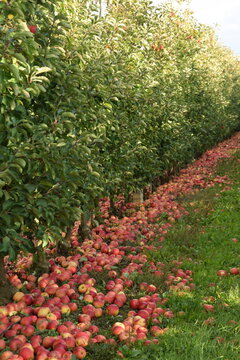 Fallen red apples in row of apple orchard, apple harvest for industrial processing. 
