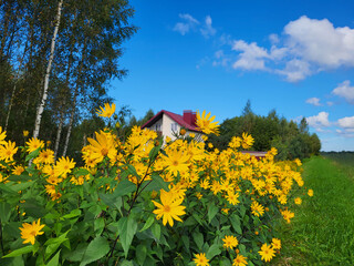 Bright yellow Jerusalem artichoke flowers blooming against a blue sky and a red house roof.