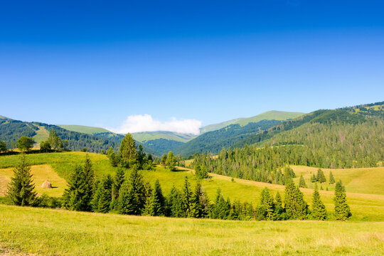 forest on the hill in mountain landscape on a summer morning. beautiful countryside scenery with green grassy pasture and distant ridge under blue sky on a sunny day