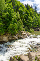 landscape with mountain river running through forest on a summer day. beautiful nature scenery of rapid water stream among with cascades and rocky hills with coniferous trees. ukrainian carpathians