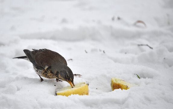 Wacholderdrossel frisst im Schnee einen Apfel 