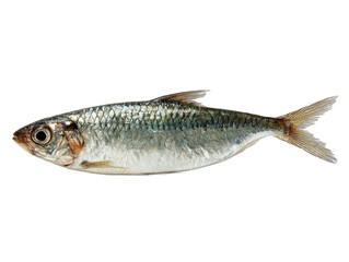 Obraz premium sardine isolated on a transparent 