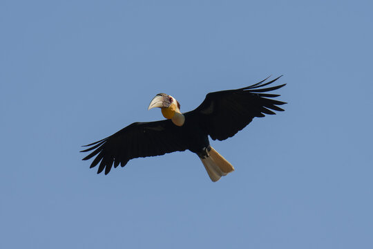 Wreathed Hornbill - Female flying innn the sky  birdwatching in the forest.