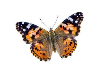 Obraz premium Butterfly isolated on transparent background