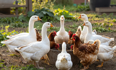 group geese chickens ducks congregate around feeding trough lush sunlit organic farmyard beaks feathers