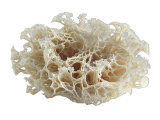 auflauf isolated on a transparent 