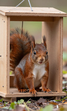 lone red squirrel sits inside wooden live trap fur fluffed eyes fixed camera surrounded natural foliage soft morning