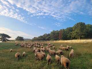 Fototapeta premium Sheep ranch. Lots of sheep on the grass