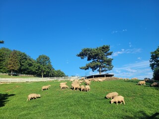 Obraz premium Sheep ranch. Lots of sheep on the grass