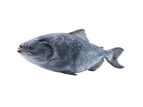 heilbutt isolated on a transparent 