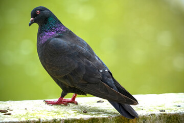 Fototapeta premium A solitary black pigeon with iridescent feathers stands on a wooden surface showcasing its vibrant colors and stance