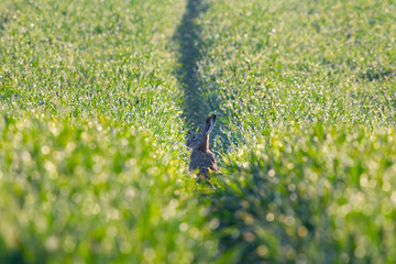 Wildlife of Czech Republic. South Moravia landscape with wild european hare