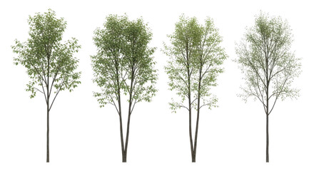 Fototapeta premium Set of four isolated trees with varying foliage on transparent background isolated on transparent background