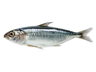 Fototapeta premium sardine isolated on a transparent 