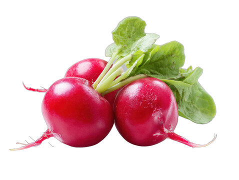 radieschen isolated on a transparent 