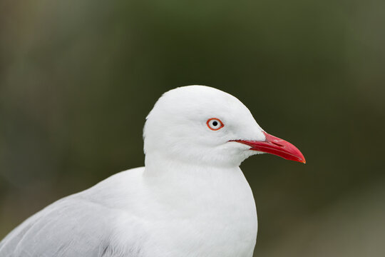 close up of a seagull