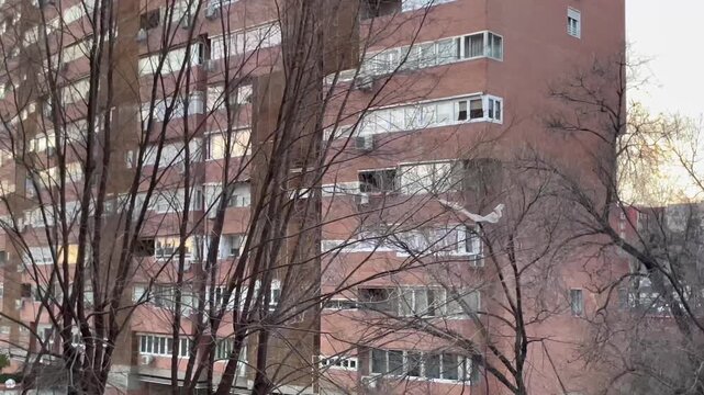 viento y r&aacute;faga de aire en rama de &aacute;rbol con edificio 