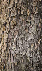 Obraz premium close-up of the bark texture of the Tipuana tree
