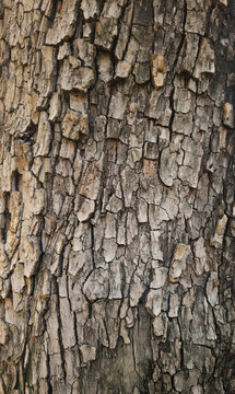 close-up of the bark texture of the Tipuana tree