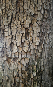close-up of the bark of the Tipuana tree