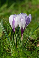 Close up of a purple and white striped spring crocuses (crocus vernus) in bloom
