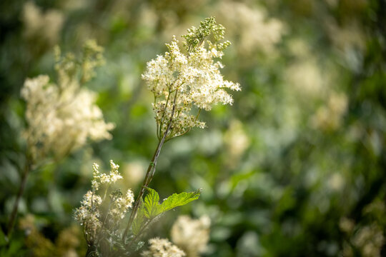 White meadowsweet flower on a mossy land in Swede